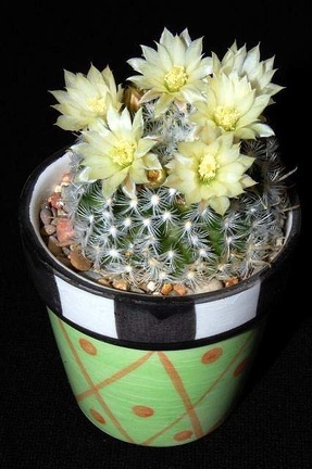 Ph Mammillaria duwei VitNat