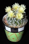 Ph Mammillaria duwei VitNat