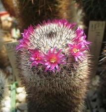 Ph Mammillaria elegans Galin