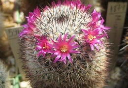 Ph Mammillaria elegans Galin