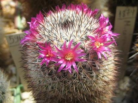 Ph Mammillaria elegans Galin