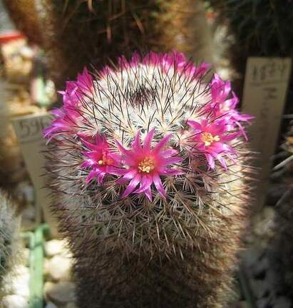 Ph Mammillaria elegans Galin
