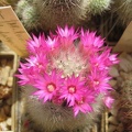 Ph Mammillaria laui v dasyacantha Galin