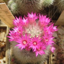 Ph Mammillaria laui v dasyacantha Galin
