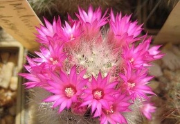 Ph Mammillaria laui v dasyacantha Galin