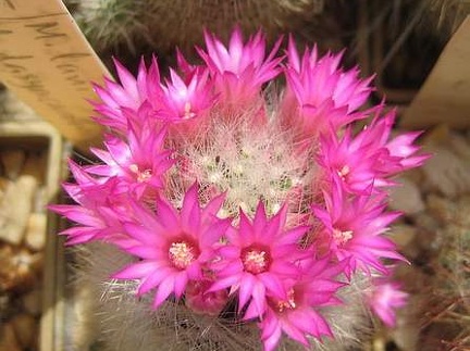 Ph Mammillaria laui v dasyacantha Galin