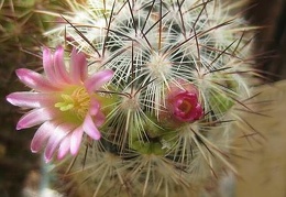 Ph Mammillaria microhelia Galin