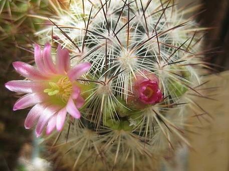 Ph Mammillaria microhelia Galin