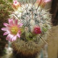 Ph Mammillaria microhelia Galin (1927 відвідувань) Ph Mammillaria microhelia Galin