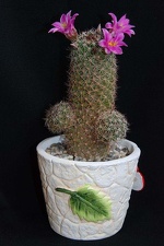 Ph Mammillaria swinglei Moksa