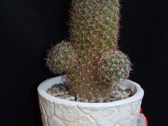 Ph Mammillaria swinglei Moksa
