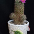 Ph Mammillaria swinglei Moksa