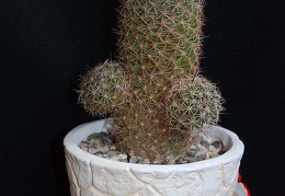 Ph Mammillaria swinglei Moksa