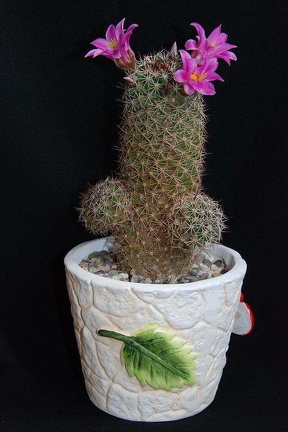 Ph Mammillaria swinglei Moksa