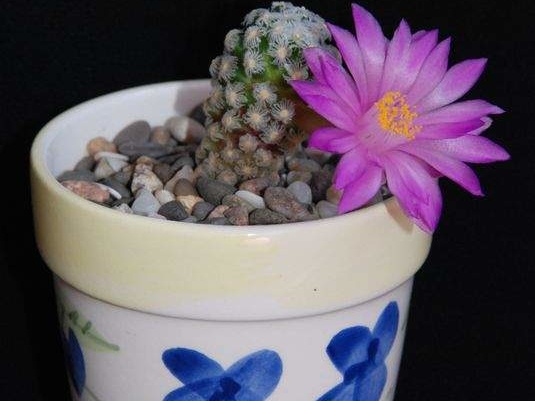 Ph Mammillaria theresae Moksa