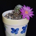Ph Mammillaria theresae Moksa