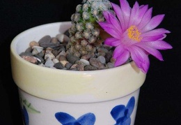 Ph Mammillaria theresae Moksa
