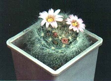 Mammillaria ascensionis var. nominis-dulcis