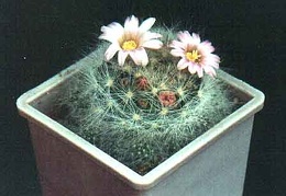 Mammillaria ascensionis var. nominis-dulcis