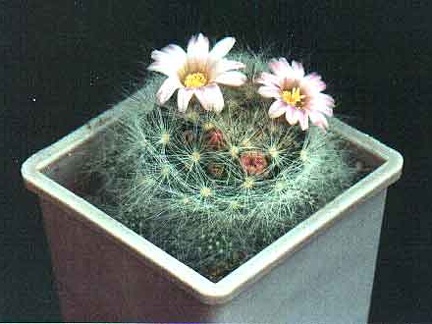 Mammillaria ascensionis var. nominis-dulcis