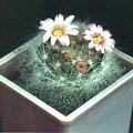 Mammillaria ascensionis var. nominis-dulcis