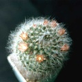 Mammillaria bocasana