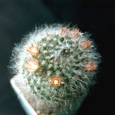 Mammillaria bocasana