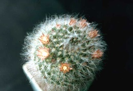 Mammillaria bocasana
