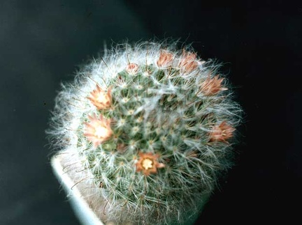 Mammillaria bocasana