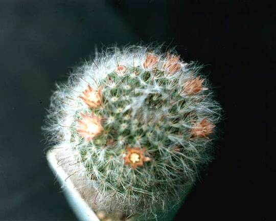 Mammillaria bocasana