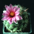 Mammillaria boolii