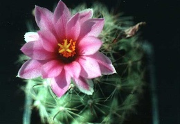 Mammillaria boolii