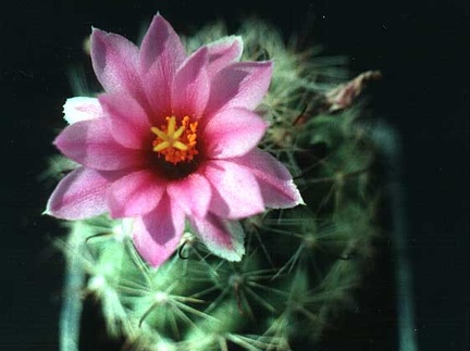 Mammillaria boolii