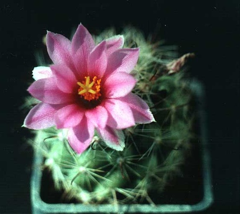 Mammillaria boolii