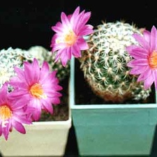 Mammillaria deherdtiana