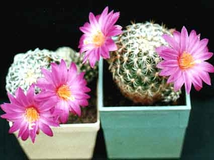 Mammillaria deherdtiana
