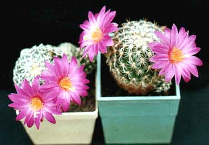Mammillaria deherdtiana