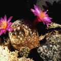 Mammillaria deherdtiana