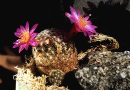 Mammillaria deherdtiana