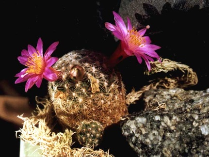Mammillaria deherdtiana