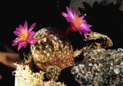 Mammillaria deherdtiana