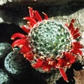 Mammillaria duwei