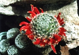 Mammillaria duwei
