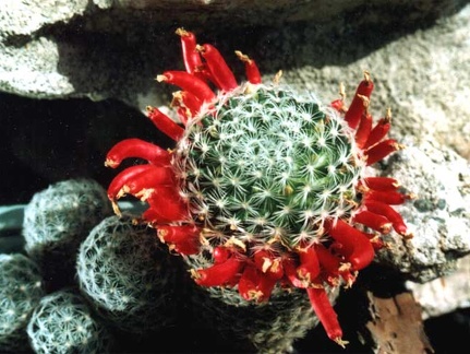 Mammillaria duwei