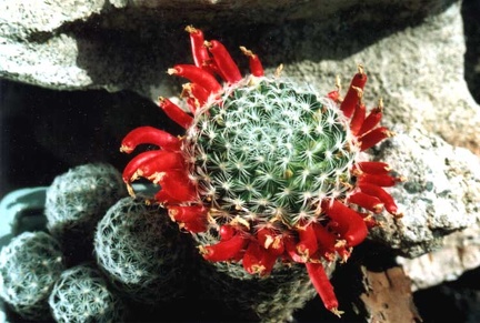 Mammillaria duwei