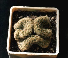 Mammillaria elongata f. cristata
