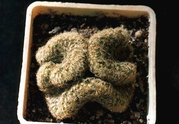 Mammillaria elongata f. cristata