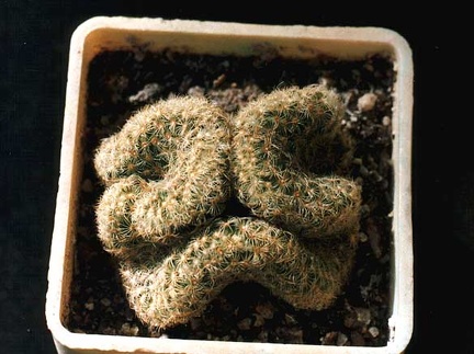 Mammillaria elongata f. cristata