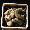 Mammillaria elongata f. cristata