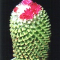 Mammillaria hidalgensis